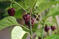 Chili pepper Capsicum chinense sort Trinidad Moruga scorpion Chocolate - close up 2 Royalty Free Stock Photo