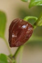 Chili pepper Capsicum chinense sort Trinidad Moruga scorpion Chocolate Royalty Free Stock Photo