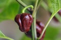 Chili pepper Capsicum chinense sort Trinidad Moruga scorpion Chocolate 3