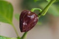 Chili pepper Capsicum chinense sort Trinidad Moruga scorpion Chocolate - macrophotography Royalty Free Stock Photo