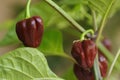 Chili pepper Capsicum chinense sort Trinidad Moruga scorpion Chocolate - macrophotography 2