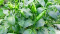 Chili pepper or chile nahuatl chilli plant and green fruits stock photo