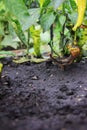 Chili Pepper damaged fungus disease. Anthracnose on the capsicum. Agricultural background with copy space