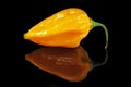 Chili pepper fatalii Royalty Free Stock Photo