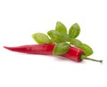 Chili pepper and flavoring herbs Royalty Free Stock Photo