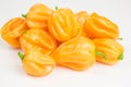 Chili pepper habaneros