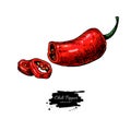 Chili Pepper hand drawn vector illustration. Vegetable artistic style object. Royalty Free Stock Photo