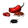 Chili Pepper hand drawn vector illustration. Vegetable artistic style object. Royalty Free Stock Photo