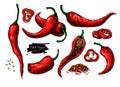 Chili Pepper hand drawn vector illustration. Vegetable artistic style object. Isolated hot spicy Royalty Free Stock Photo