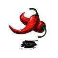 Chili Pepper hand drawn vector illustration. Vegetable object. hot spicy mexican flavor.