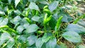 Chili pepper nahuatl chilli plant and green fruits close up Royalty Free Stock Photo