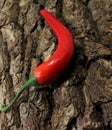 Chili pepper on a rough crust Royalty Free Stock Photo