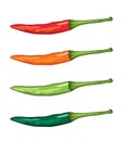 Chili pepper.Set of orange, green,light green and red hot peppers.