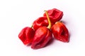 Chili pepper Trinidad Moruga Scorpion Royalty Free Stock Photo