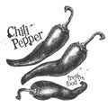 Chili pepper on a white background. sketch