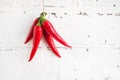 Chili pepper on a white brick background Royalty Free Stock Photo