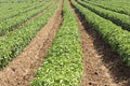 Rows of Chili peppers in a field in summer Royalty Free Stock Photo