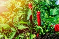 Chili peppers hanging in the green garden during summer or fall season. Hot red pepper in the harvest period. Hanging Korean plant