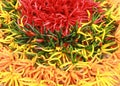 Chili peppers Royalty Free Stock Photo
