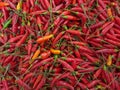 Hot chili peppers for sale in a market in Brazil