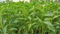 Chili peppers seedlings in the nursery