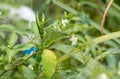 Chili peppers on the tree in garden. Green chili pepper tree in pot plant, Bird`s eye chili blooming. Thai chili tree agricultural