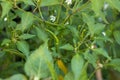 Chili peppers on the tree in garden. Green chili pepper tree in pot plant, Bird`s eye chili blooming. Thai chili tree agricultural