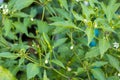 Chili peppers on the tree in garden. Green chili pepper tree in pot plant, Bird`s eye chili blooming. Thai chili tree agricultural