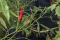 Chili peppers on the tree in garden. Red chili pepper tree in pot plant, Bird`s eye chili blooming. Thai chili tree agricultural