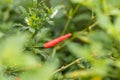 Chili peppers on the tree in garden. Red chili pepper tree in pot plant, Bird`s eye chili blooming. Thai chili tree agricultural i