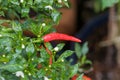 Chili peppers on the tree in garden. Red chili pepper tree in pot plant, Bird`s eye chili blooming. Thai chili tree agricultural i