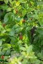 Chili peppers on the tree in garden. Red chili pepper tree in pot plant, Bird`s eye chili blooming. Thai chili tree agricultural i