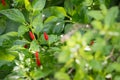 Chili peppers on the tree in garden. Red chili pepper tree in pot plant, Bird`s eye chili blooming. Thai chili tree agricultural i
