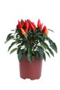 Chili plant Royalty Free Stock Photo