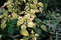 Chili plant disorder plant disease