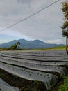 chili plant landscape covered in silver black mulch on a plateau with city view Royalty Free Stock Photo