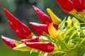 Chili at a plant