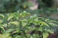 Chili plant, sprouts, organic vegetables in the field, crop yielding.