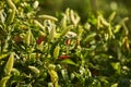 Chili Plant in the vegetable garden