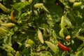 Chili Plant in the vegetable garden