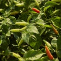 Chili Plant in the vegetable garden