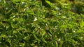 Chili Plant in the vegetable garden