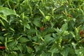 Chili Plant in the vegetable garden