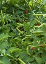 Chili Plant in the vegetable garden