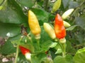 Chili plant