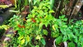 Chili plant Royalty Free Stock Photo
