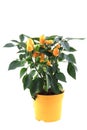 Chili plant yellow isolated Royalty Free Stock Photo
