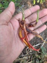 Chili plants affected by fruit fly pests that rot and die.
