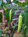 Chili plants in pot Royalty Free Stock Photo