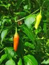 chili plants